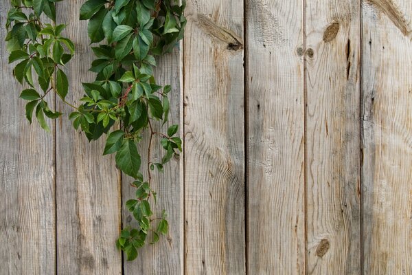 Frutti verdi della pianta rampicante dietro la recinzione