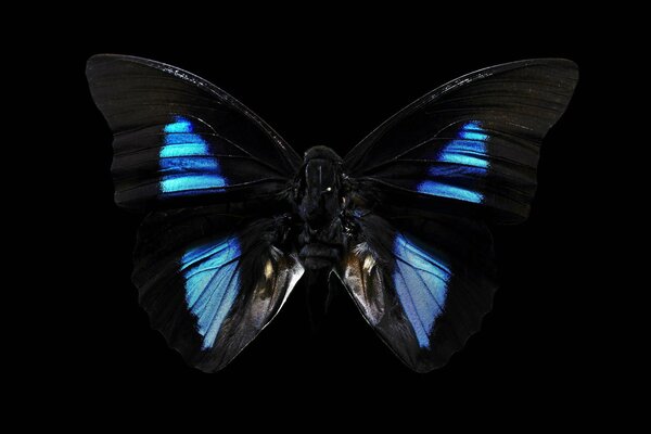 Красивая бабочка на черном фоне