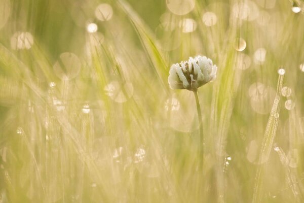 A flower in the light of early morning