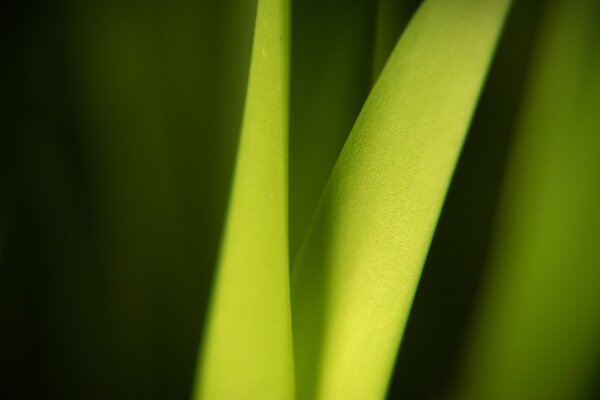 Feuilles vertes d une belle herbe