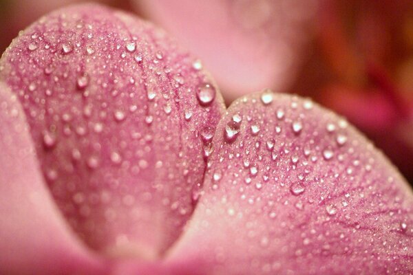 Gouttes de rosée sur les pétales d une fleur délicate