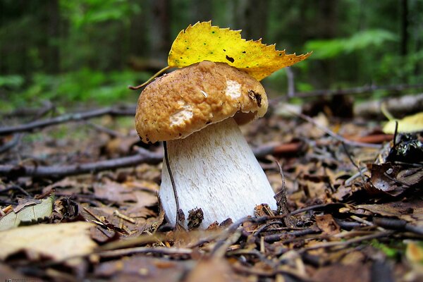 A white mushroom hid under a leaf