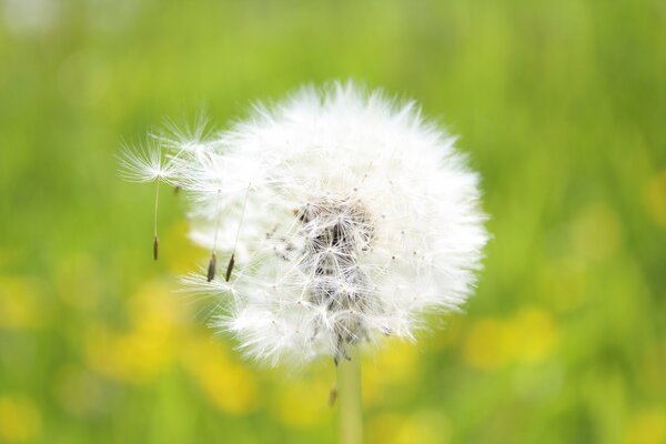 Flauschige Löwenzahn auf grünem Hintergrund