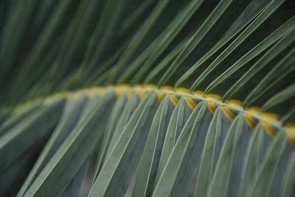 The stem of a green fern