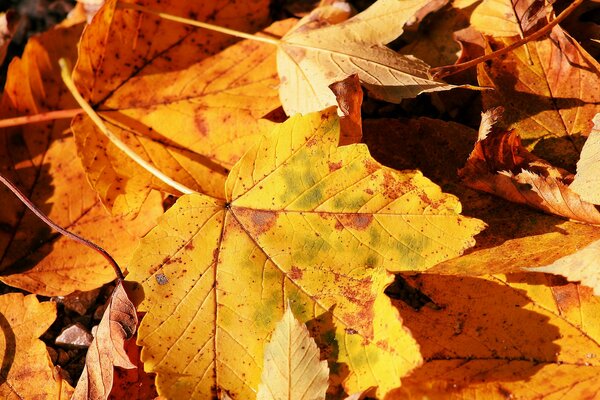 Feuille d érable automne dans le style macro