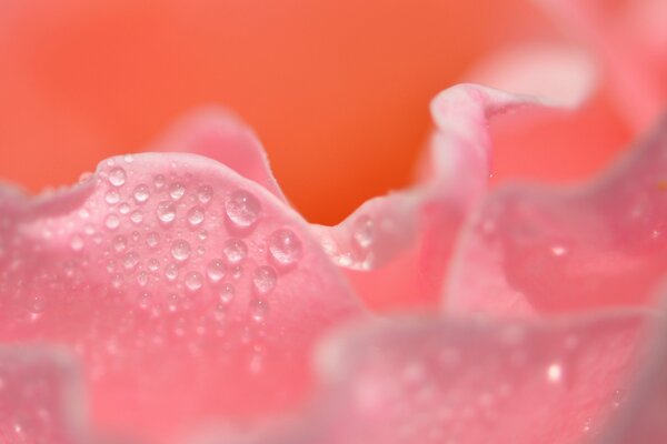 Water drops on a rose petal