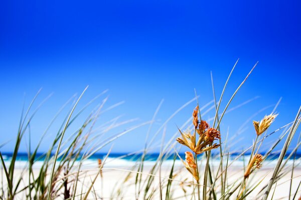 Sea beach. Grass in the foreground