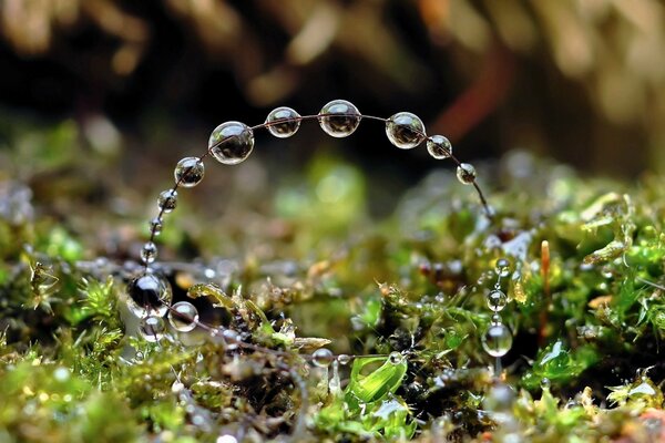 Ein Zweig im Wald mit Wassertropfen darauf