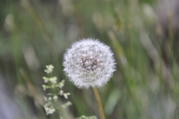 Fluffy white dandelion on a grass background