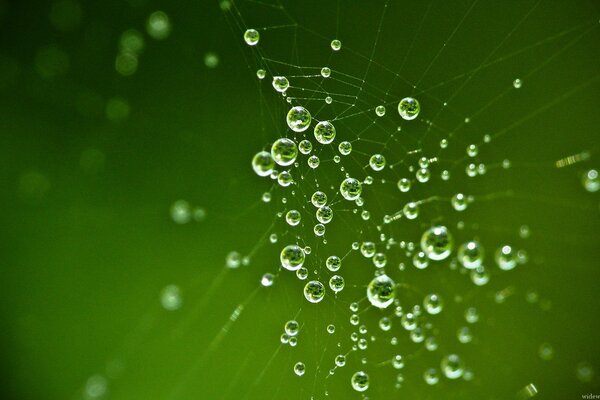 Gotas de agua en una telaraña sobre un fondo verde