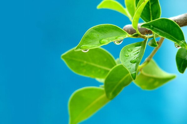 Green leaves with dew drops on a blue background