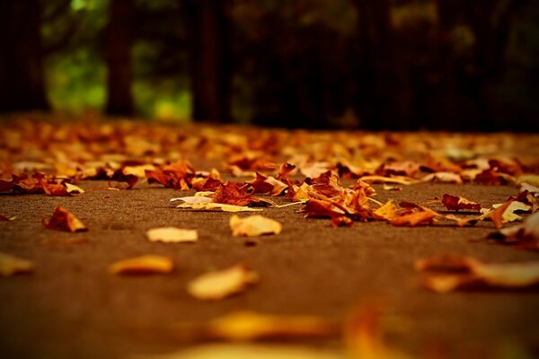 Hojas de otoño caídas en el camino