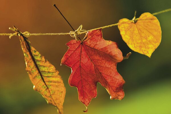 Feuilles lumineuses d automne dansant sur la corde