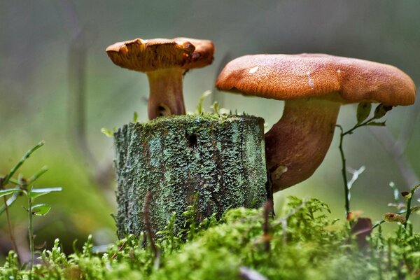 Funghi su canapa tra muschio verde