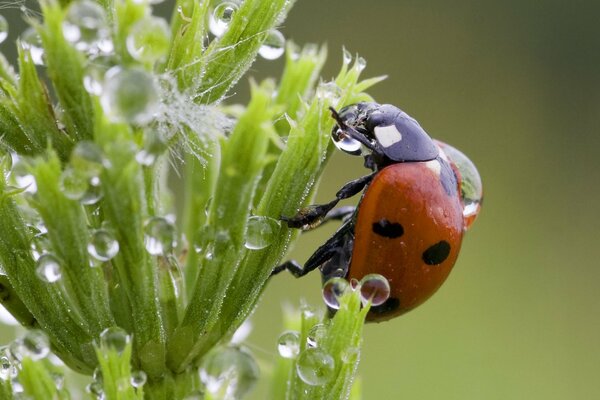 Ein Marienkäfer sitzt auf einer Pflanze, die mit Tau bemalt ist
