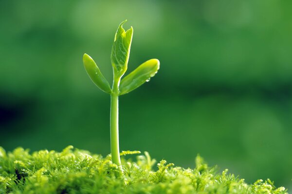 Germoglio su uno sfondo di erba verde