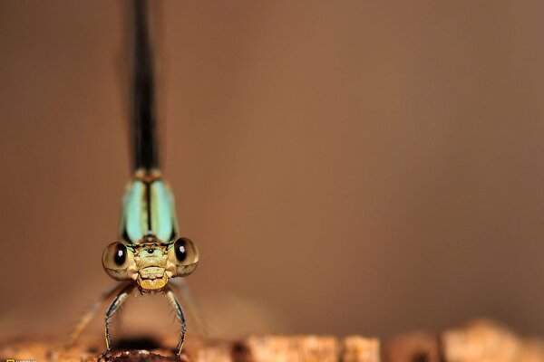 Bella libellula con grandi occhi