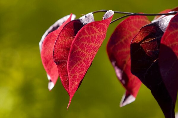 Red leaves on a green background