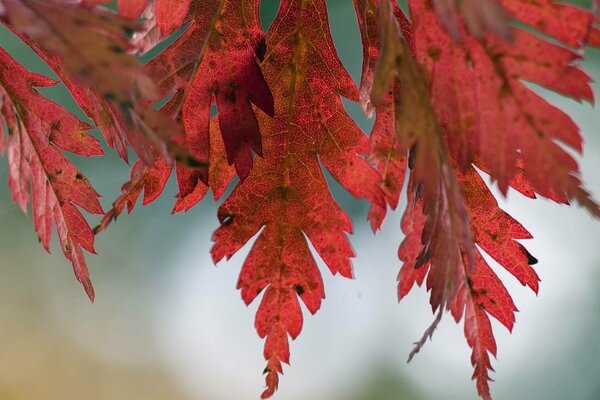 Red autumn leaves on a tree