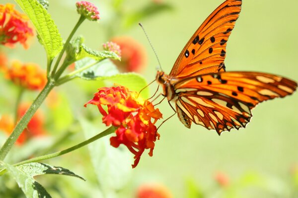 Una mariposa recoge polen de una flor