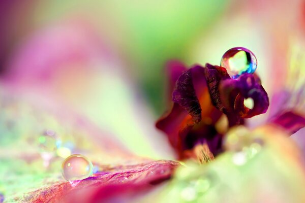 Gotas de agua en una flor grande