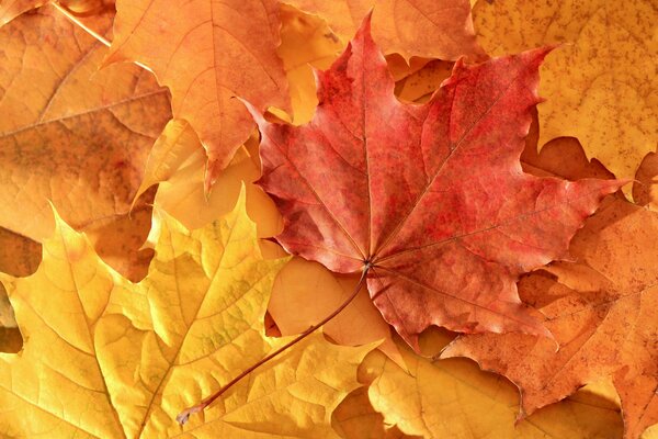 Multicolored fallen maple leaves