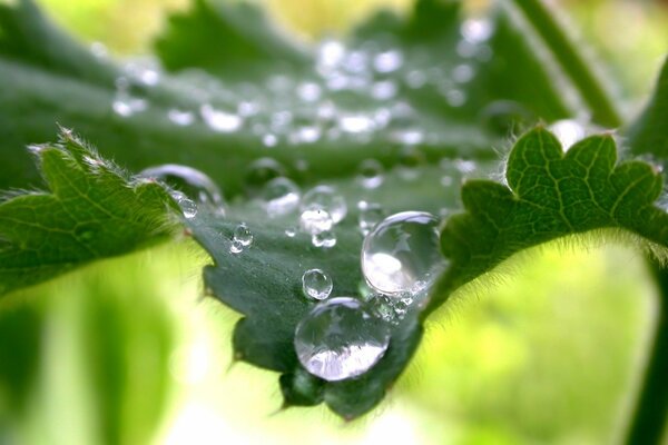 Hojas verdes en gotas de rocío