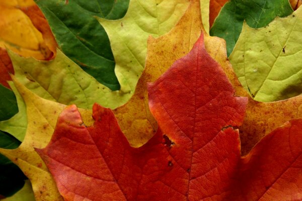 Todos los maravillosos colores del otoño