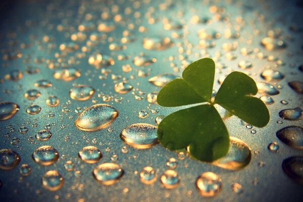 Clover close-up on the background of water drops