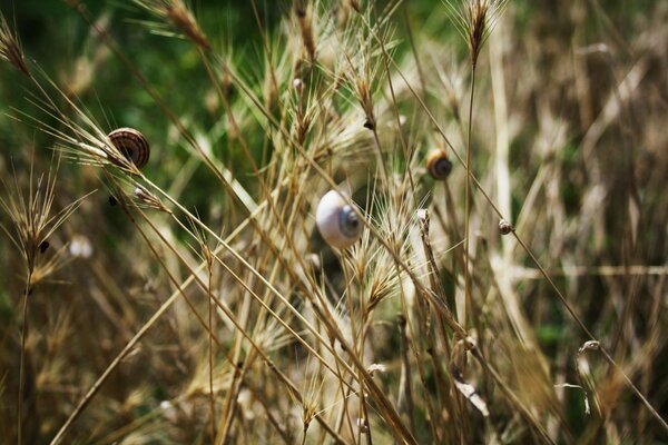 Snails on the branches of wheat spikelets