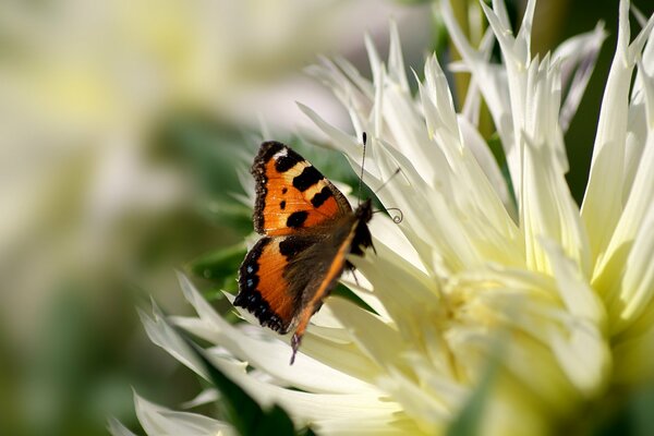 Pomarańczowy motyl na białej chryzantemie