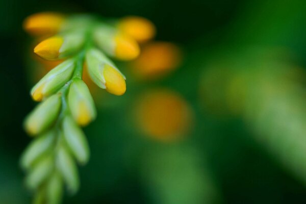 Delicate buds are gaining color