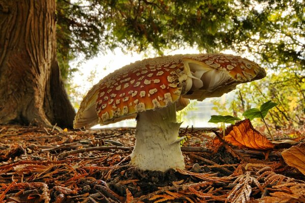 Fliegenpilz im Herbstwald. Makrofotografie