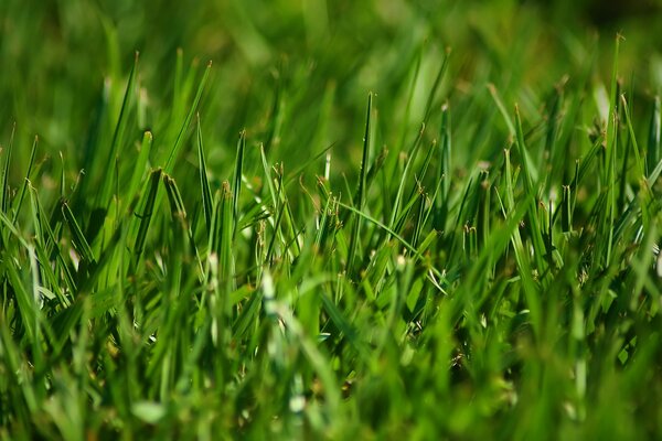 Green grass stalks on the field