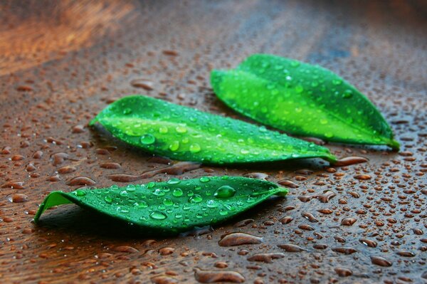 Gotas de agua en hojas verdes