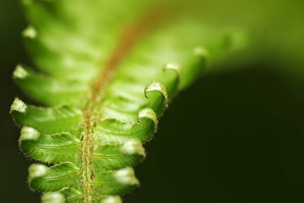 Hojas de helecho verde dobladas macro foto