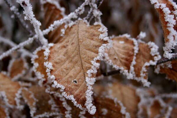 Autumn leaves covered with frost