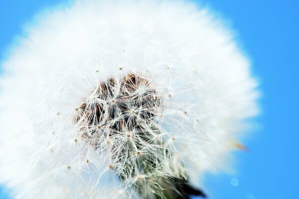 There is a clear white dandelion on the blue background