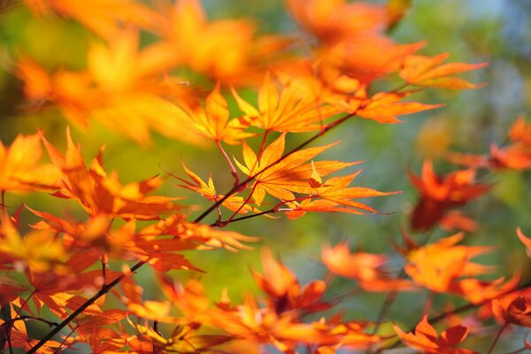 Los árboles de otoño más hermosos