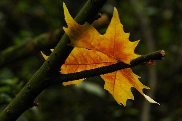 Bright autumn leaf on a contrasting background