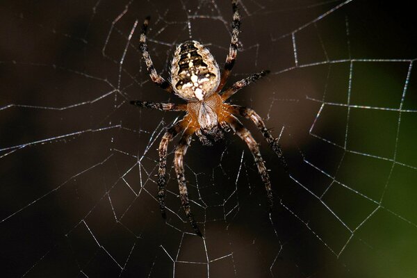 Una araña grande se sienta en una telaraña