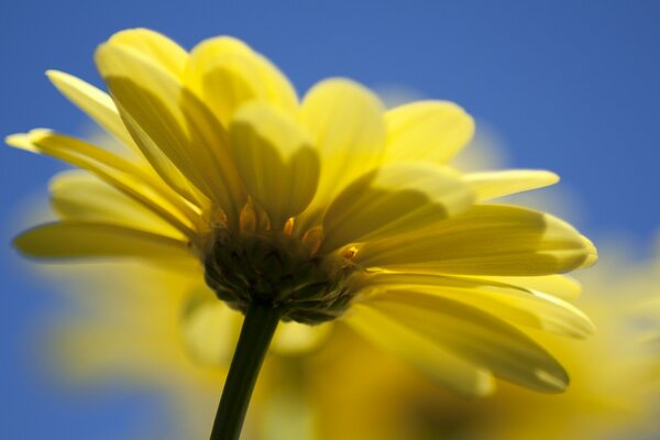 A flower with yellow petals near