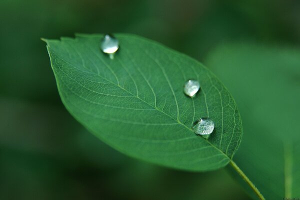 Капли дождя на зелёном листе
