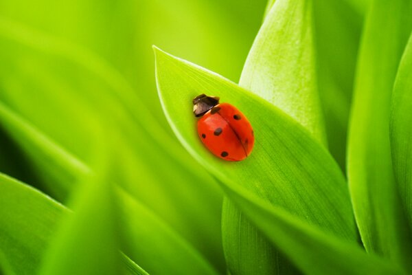 Coccinella su foglie luminose