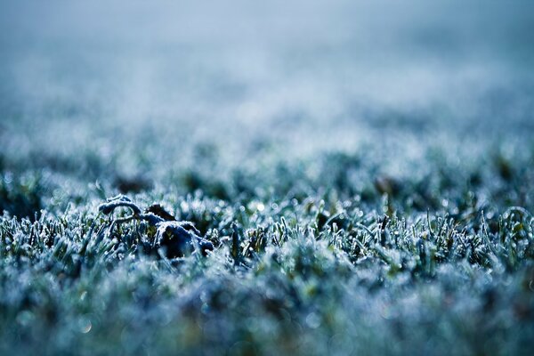 Photo de gros plan de l herbe recouverte de givre