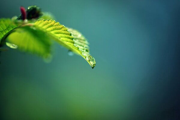 Green leaf in focus