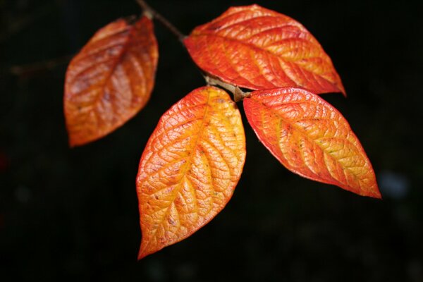 Fogliame in autunno in bellissime tonalità