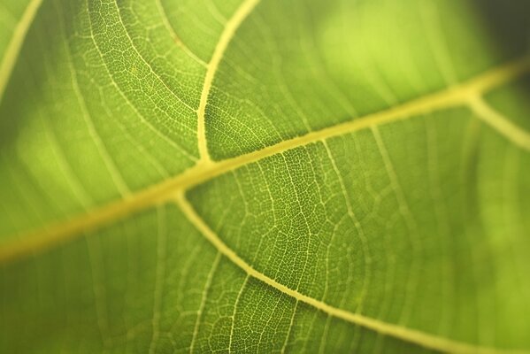 Venature su una foglia. Verde. Macro