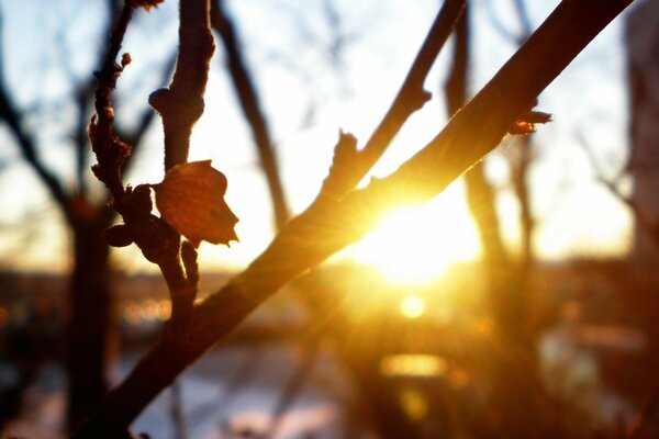 Il sole che tramonta all orizzonte tra i rami degli alberi