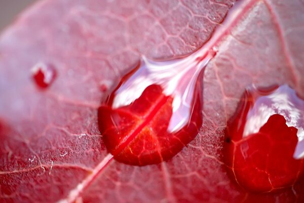 Les gouttes coulent sur la feuille rouge